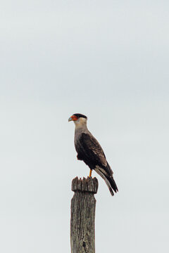Southern Caracara