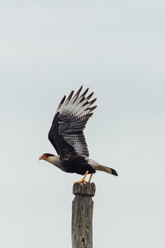 Southern Caracara