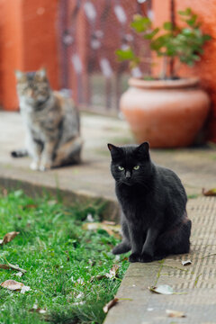 cat in the garden