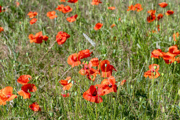 Wild red poppy field under clear blue sky © Kassandra