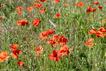 Fotobehang Klaprozen Wild red poppy field under clear blue sky  © Kassandra