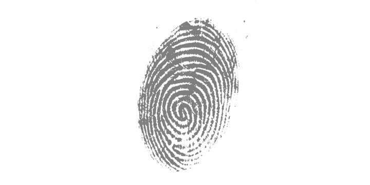 A detailed black fingerprint with realistic ridge patterns, centered on a clean white background, minimalist forensic style vector illustration.