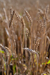 Obraz premium Golden Wheat Ears Glowing in Sunset Light on Summer Field.