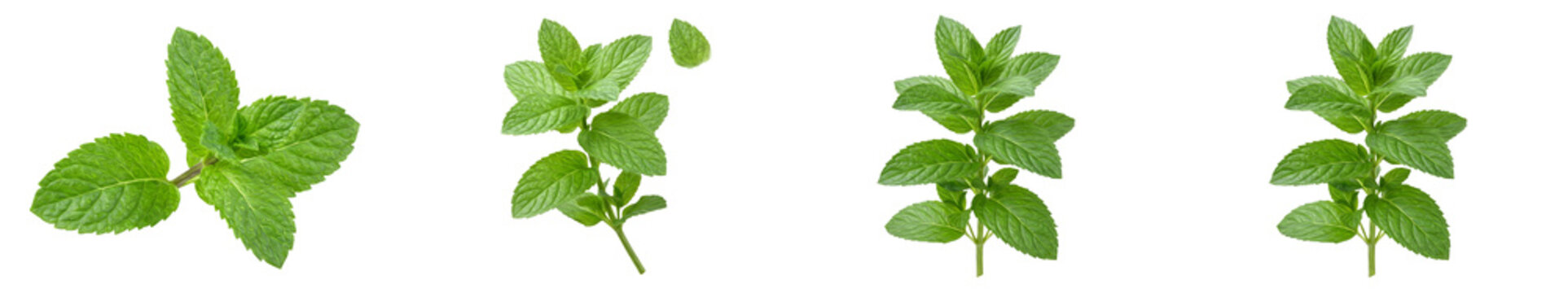 isolated set of -green mint levees  isolated on white background high quality stock image photo. 