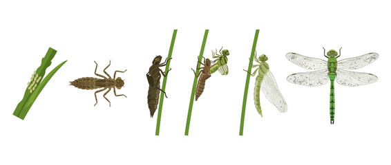 Dragonfly Life Cycle: Eggs, Larva, Pupa, and Adult Insect Stages © Zainur