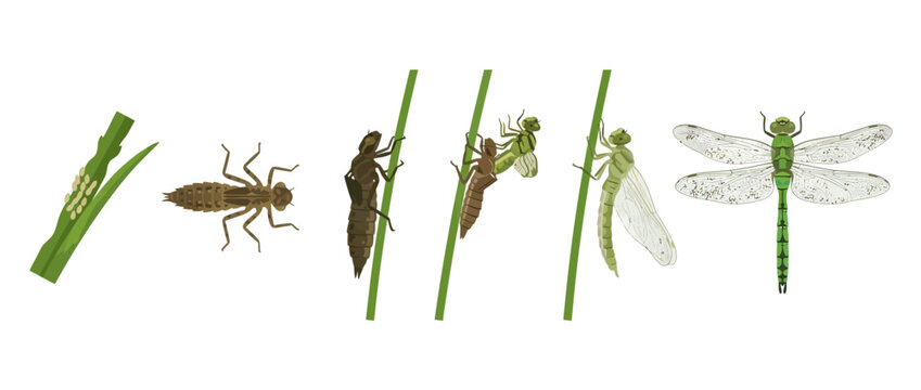 Dragonfly Life Cycle: Eggs, Larva, Pupa, and Adult Insect Stages
