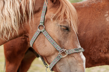 Brown horse close up wearing patterned halter eyes closed another horse partially visible background calm intimate moment textured coats halter details © Majul PavL