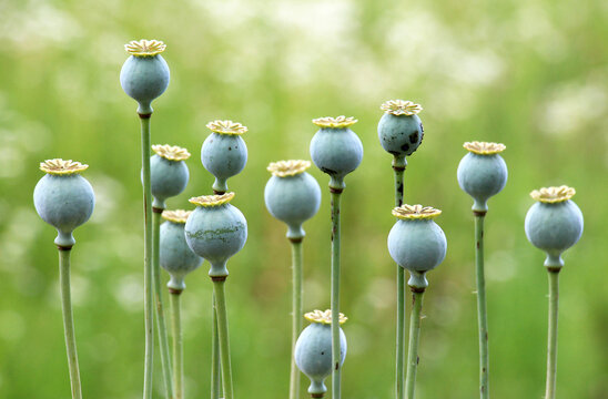 Opium poppy (Papaver somniferum) seed pods on a plant.