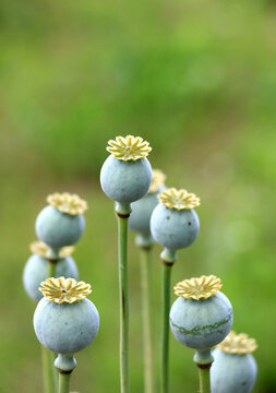 Opium poppy (Papaver somniferum) seed pods on a plant.