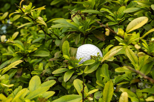 White golf ball trapped in green shrub bad lie concept. This metaphorical image represents business challenges, failure and the frustration of obstacles in sports. Business or personal obstacles.