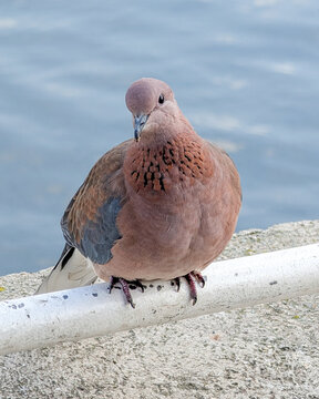 Laughing Dove (or palm dove) Spilopelia senegalensis perched on a railing beside calm waterfront water in istanbul kadikoy