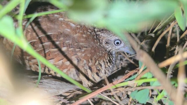 Barred Buttonquail Adult Bird Resting in Camouflage Among Dry Grass and Leaf Litter 4k Captured in Cinematic High Detail Footage