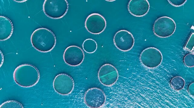 Aerial view of circular aquaculture fish farm cages