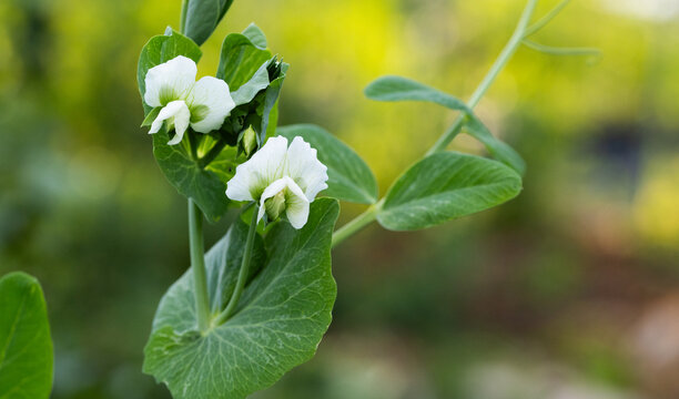 flowering green pea in eco garden