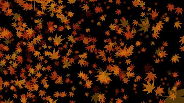 紅葉 もみじ 中 回転ランダム 紅葉色02 パターン01 ループ 10秒（透過背景）