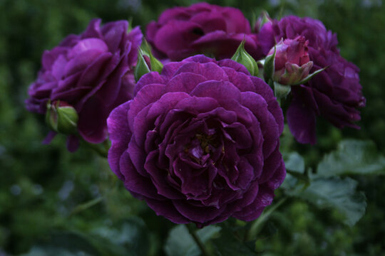 "Ebb Tide" rose