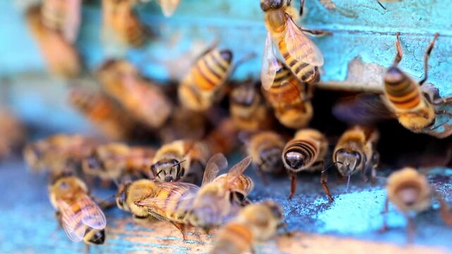 Honey Bees Entering Dark Hive Hole on Blue Wooden Box 180fps Captured in Cinematic High Detail Footage