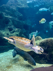 Obraz premium Loggerhead sea turtle gliding through a rocky aquarium habitat surrounded by Mediterranean fish. Concept of ocean conservation, aquatic wildlife and marine education.