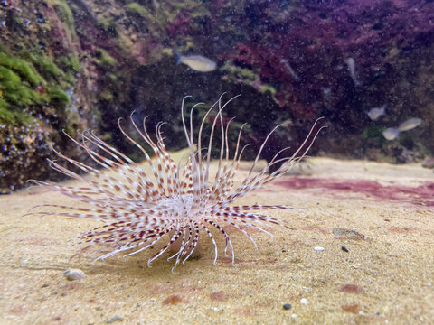 Devil firefish displaying elegant venomous fins in an aquarium habitat. Concept of ocean ecology, aquatic beauty and marine conservation.