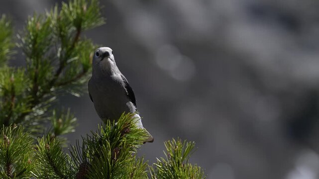 Clark's nutcracker on whitebark pine in the Canadian Rockies