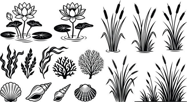 Set of hand drawn water plants and sea shells collection