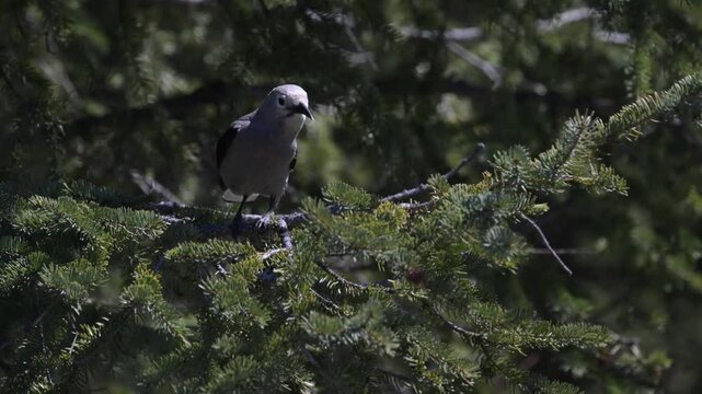 Clark's nutcracker on whitebark pine in the Canadian Rockies