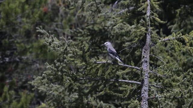 Clark's nutcracker on whitebark pine in the Canadian Rockies
