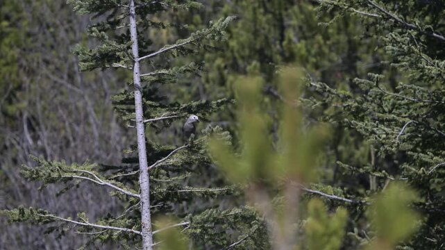 Clark's nutcracker on whitebark pine in the Canadian Rockies