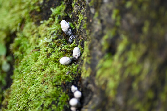 closup of small white mushrooms growning on moss