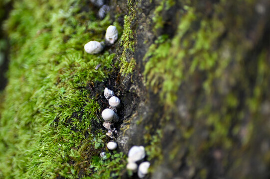closup of small white mushrooms growning on moss