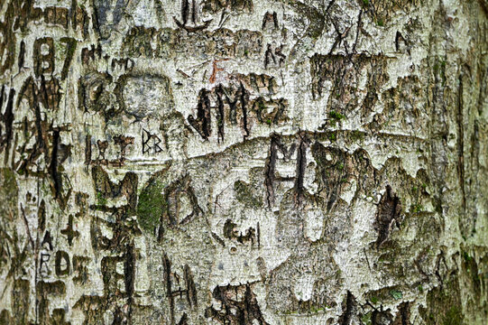carved tree turnk in the middle of the forest in a state park