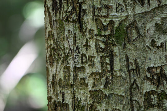carved tree turnk in the middle of the forest in a state park