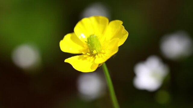 Vibrant macro shot of a bright yellow buttercup flower shining in daylight 180fps Captured in Cinematic High Detail Footage