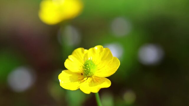 Vibrant macro shot of a bright yellow buttercup flower shining in daylight 180fps Captured in Cinematic High Detail Footage