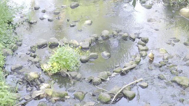 
serce w wodzie w pałacu w radziejowicach
"Heart in the Water" at the Radziejowice Palace