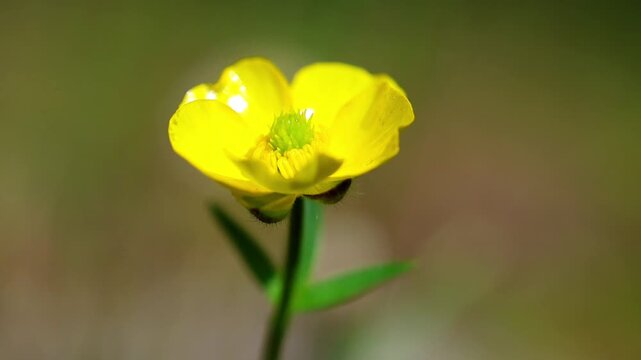 Vibrant macro shot of a bright yellow buttercup flower shining in daylight 180fps Captured in Cinematic High Detail Footage