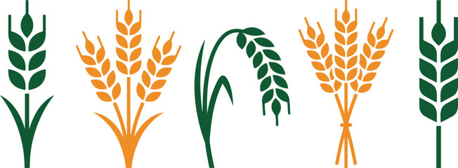 Five wheat stalks with golden and green grains © MD NAZRUL