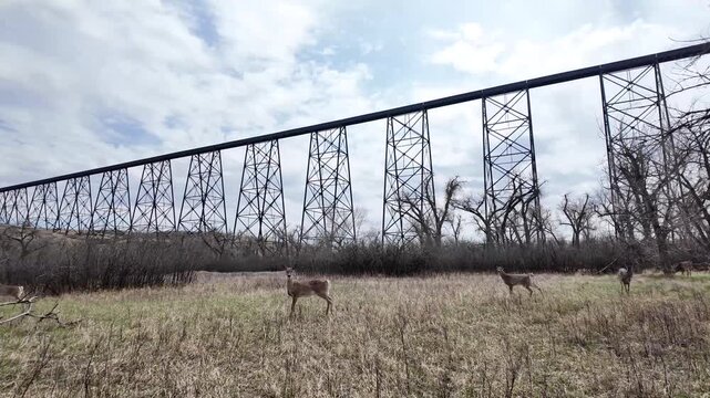 Deer in Lethbridge Alberta