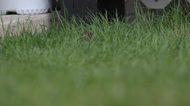Deer mouse on a lawn