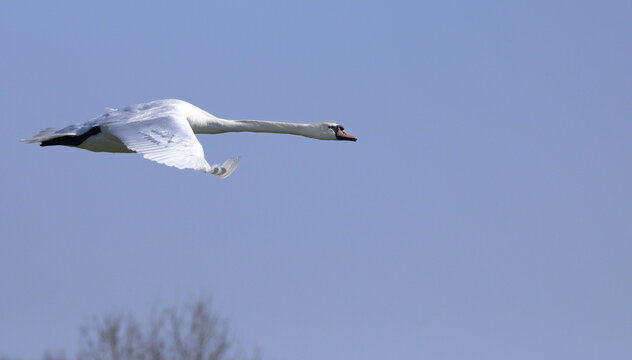H&ouml;ckerschwan im Flug vor blauem Himmel, fliegende Eleganz in Wei&szlig;. Fl&uuml;gelspannweite bis 240 cm. Geh&ouml;rt damit zu den gr&ouml;&szlig;ten und schwersten flugf&auml;higen V&ouml;geln Europas.