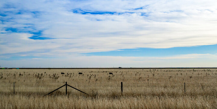 Texas, USA. This scene depicts domestic cattle (Bos taurus) grazing on an extensive pasture in late autumn.