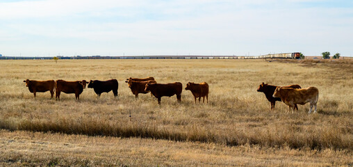The landscape consists of a dry, vast grassland or prairie intended for livestock grazing © Oleg Kovtun