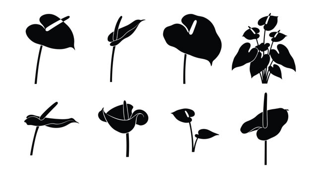 Anthurium Tropical Leaf Flower Silhouette Set, Black Botanical Icons Isolated on White Background