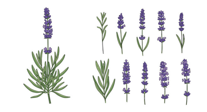 Beautiful hand drawn lavender botanical set featuring individual violet flower stalks and green leaves isolated on white.
