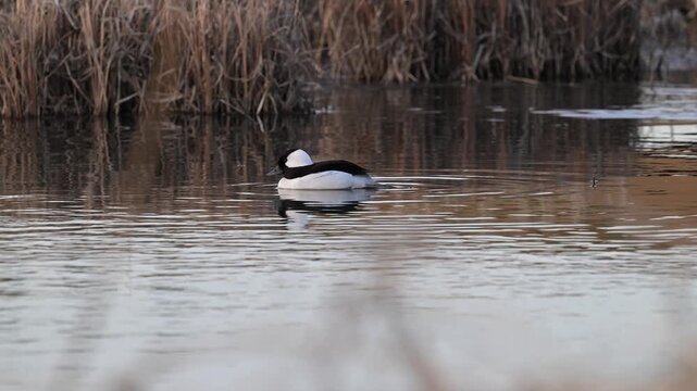 Ducs in a wetland in the Canadian prairies