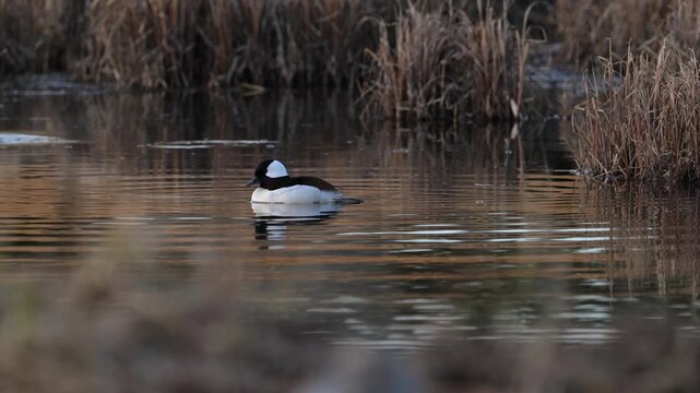 Ducs in a wetland in the Canadian prairies