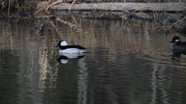Ducs in a wetland in the Canadian prairies