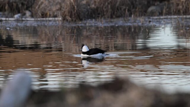 Ducs in a wetland in the Canadian prairies