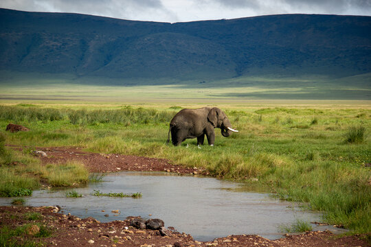 Elephant in Ngorogoro, Tanzania