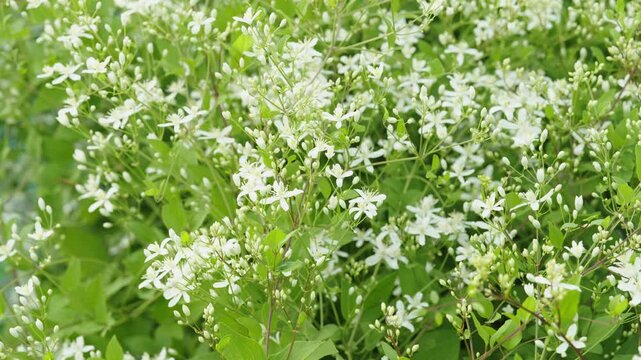 Beautiful white clematis recta flowers blooming in a summer garden